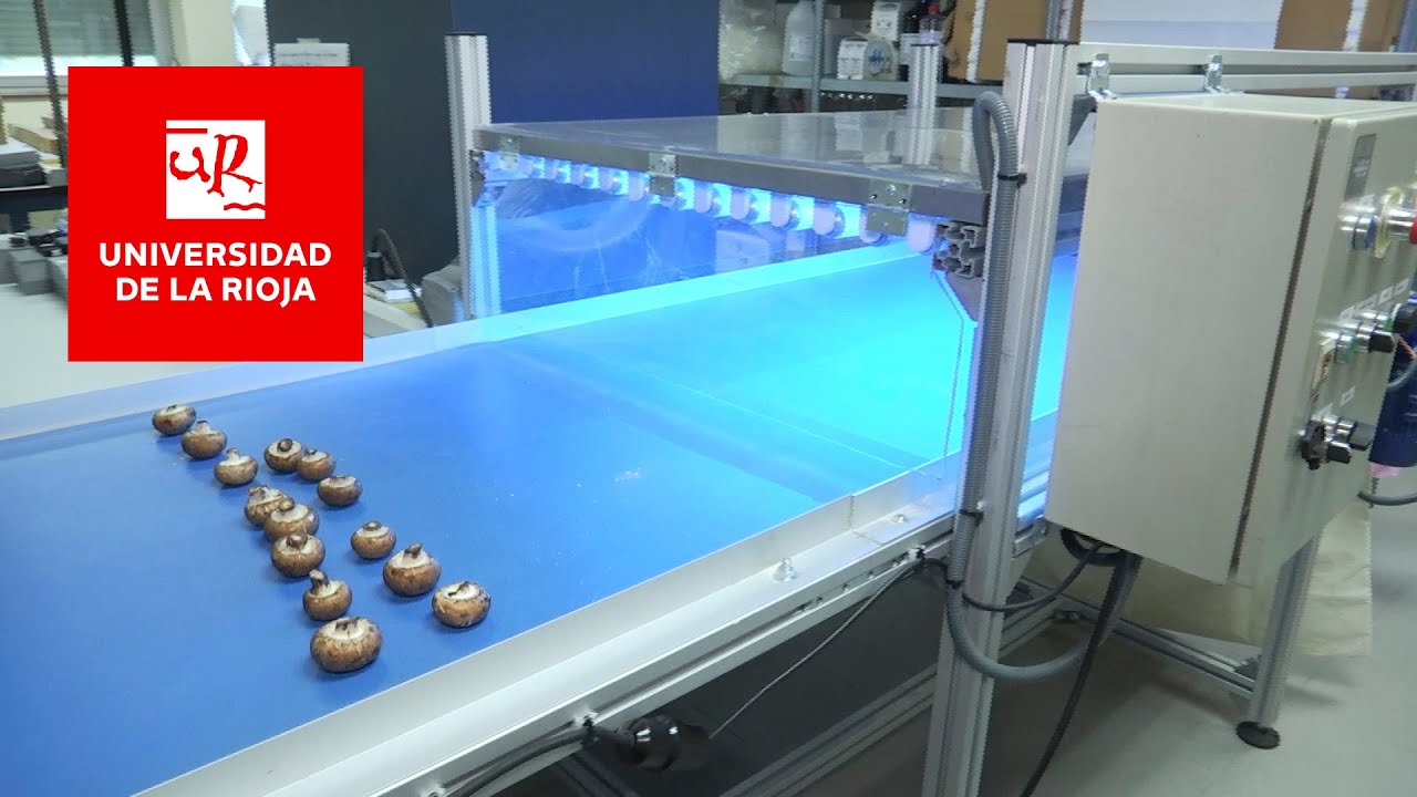 Setas enriquecidas con radiación UV-B para paliar el déficit de vitamina D