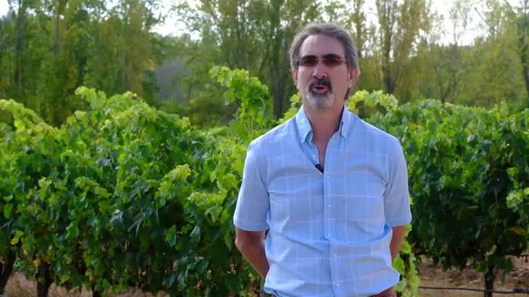 Descubiertos los ‘eslabones perdidos’ en el proceso de domesticación de la vid