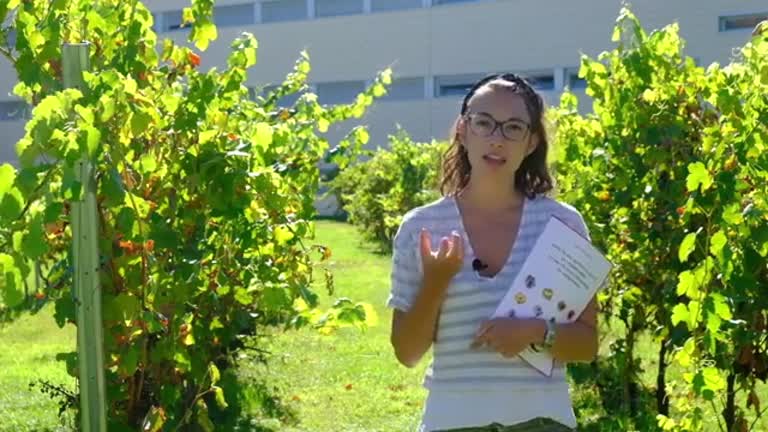 La cubierta vegetal espontánea en viñedo contribuye a la viticultura sostenible