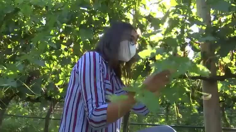 Cubiertas vegetales espontáneas en viñedos para la viticultura sostenible