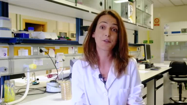 Salud humana, animal y medio natural ante la resistencia a los antibióticos