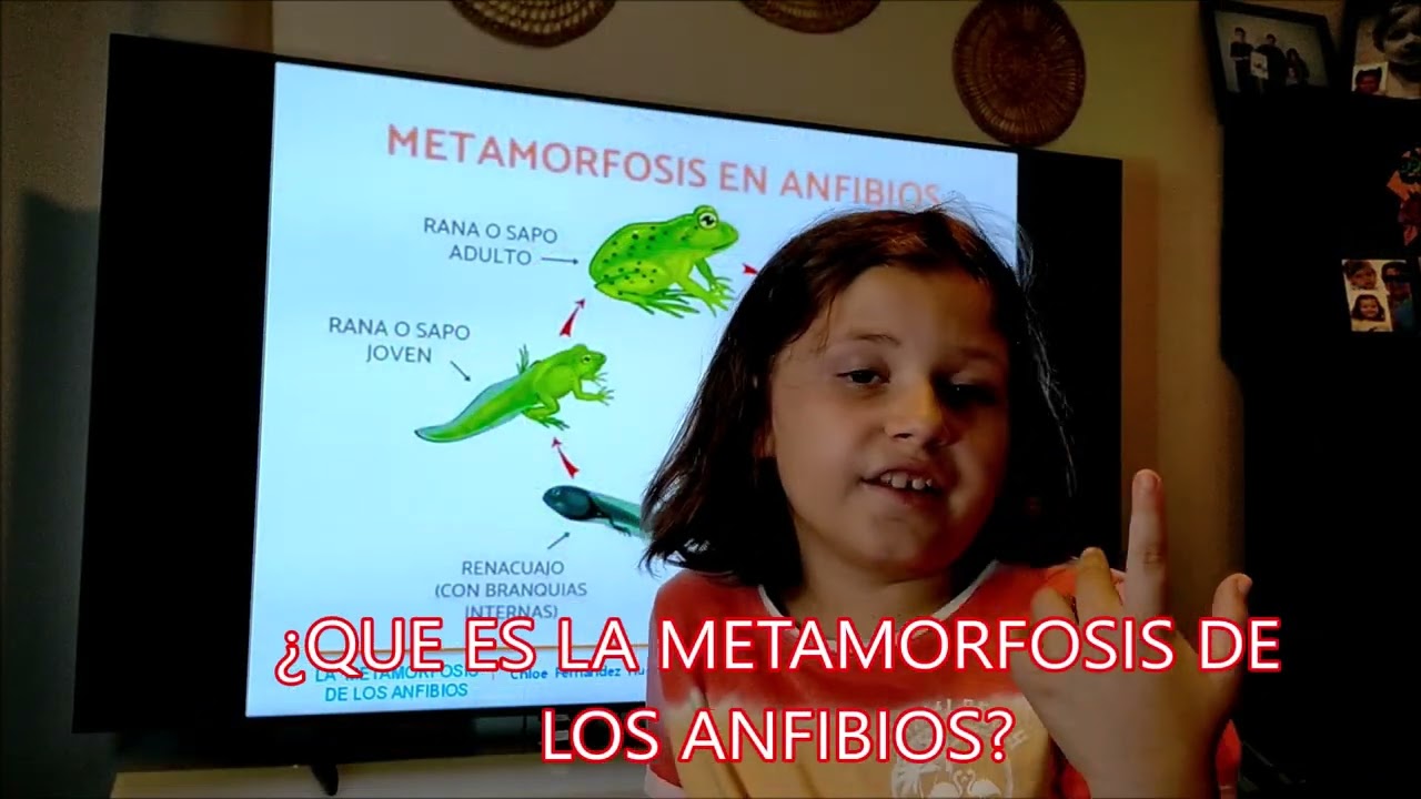 La metamorfosis de los anfibios